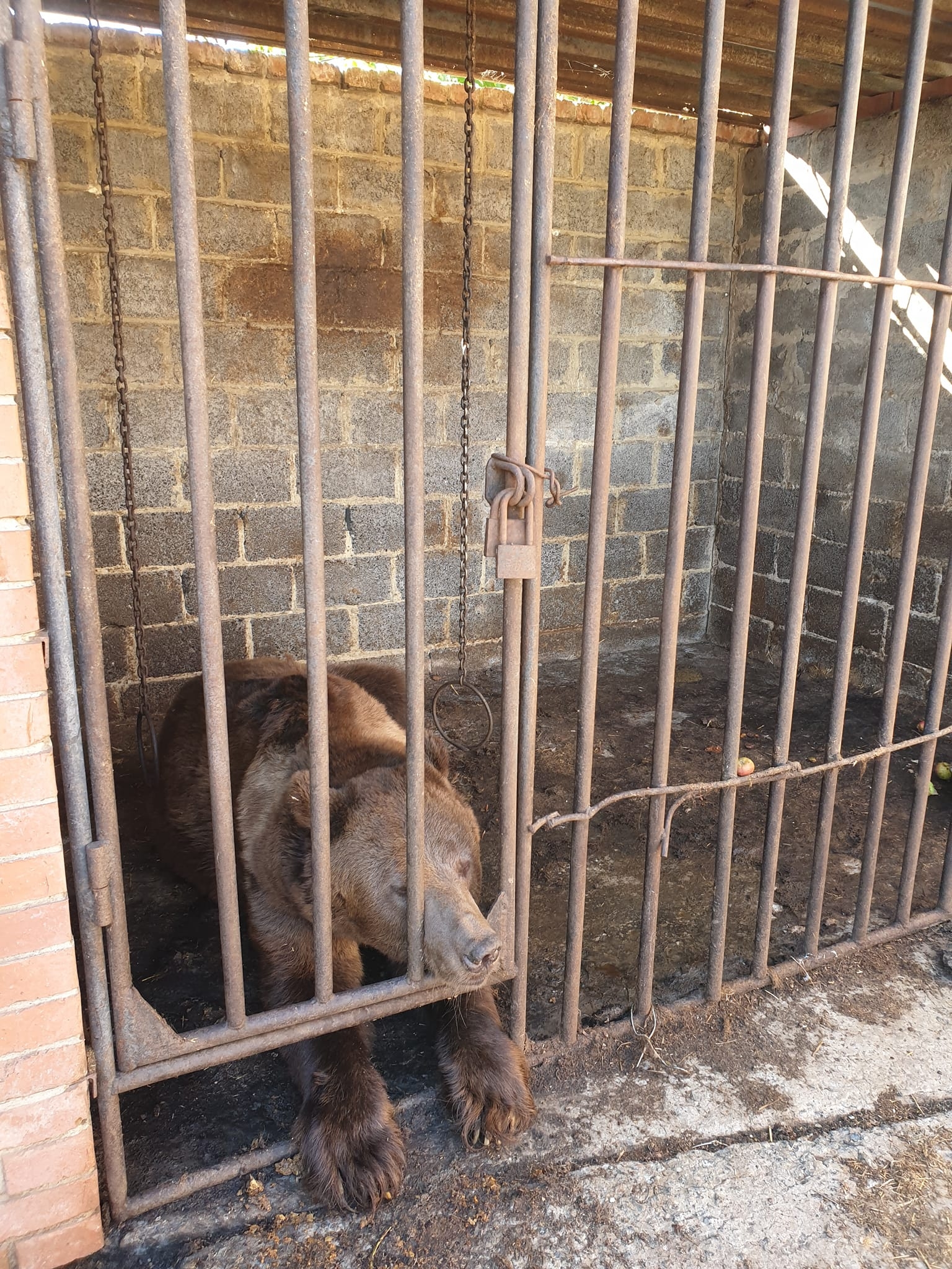 Бахмутский вольер с медведем, которого спасла Наталия Попова